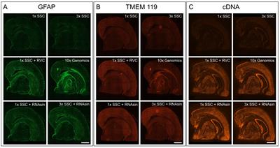 Protecting RNA quality for spatial transcriptomics while improving immunofluorescent staining quality